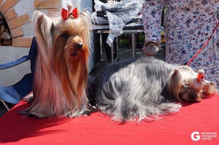 выставка собак в витебске 2016