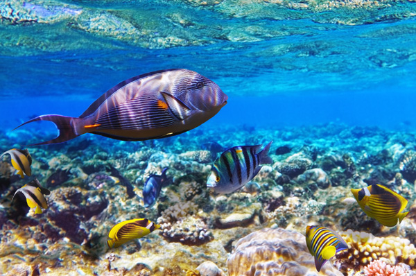 Coral-and-fish-in-the-Red-Sea