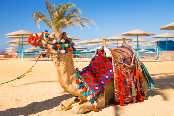 Camel-resting-in-shadow-on-the-beach-of-Hurghada-Egypt-shutterstock_137397479