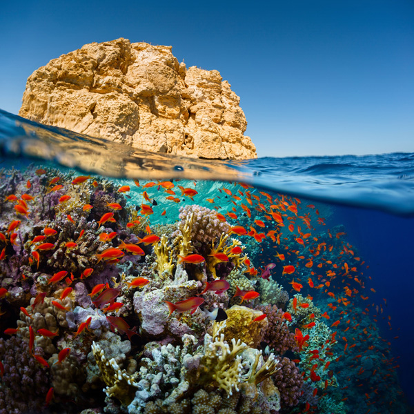Split-shot-of-the-bright-coral-reef-in-Ras-Muhammad-National-Park-Red-Sea-Egypt_shutterstock_224716426