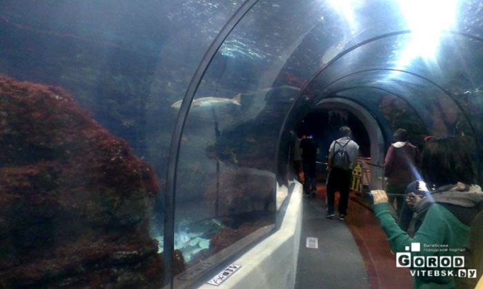 тоннель в океанариуме