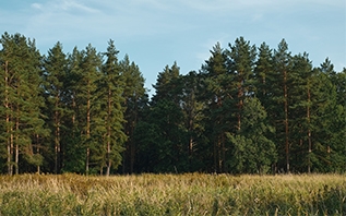 Ограничения на посещение лесов введены в 2 районах Витебской области