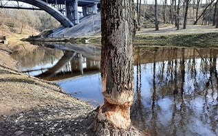 В Витебске в пойме реки Витьба активизировались бобры