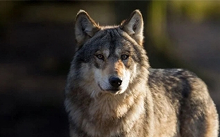 В Витебске организовано патрулирование из-за обращений о диком животном – предположительно волке