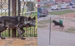 Поймали ли в Витебске дикое животное – предположительно волка?