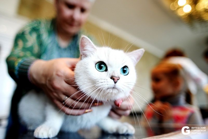 26f293f4b671dfee7a3a865cf93d0cfa_700_0_0