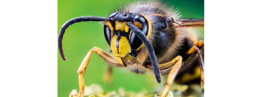 Пчела,оса,шмель или шершень: чей укус опаснее?