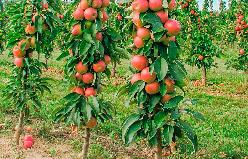 как ухаживать за колоновидным садом как ухаживать за колоновидным садом