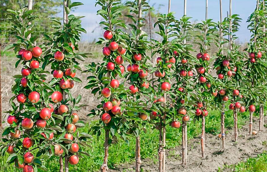 колоновидный сад