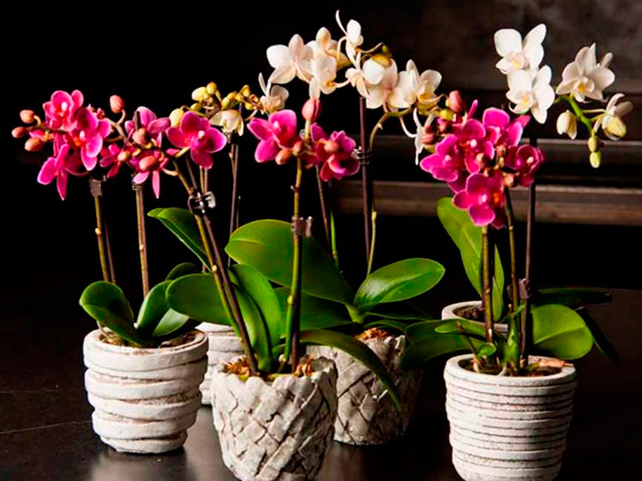 пересадка орхидеи +в домашних условиях	
