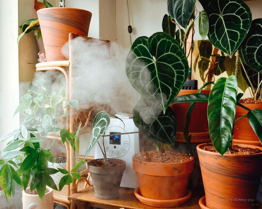 влажность воздуха для комнатных растений