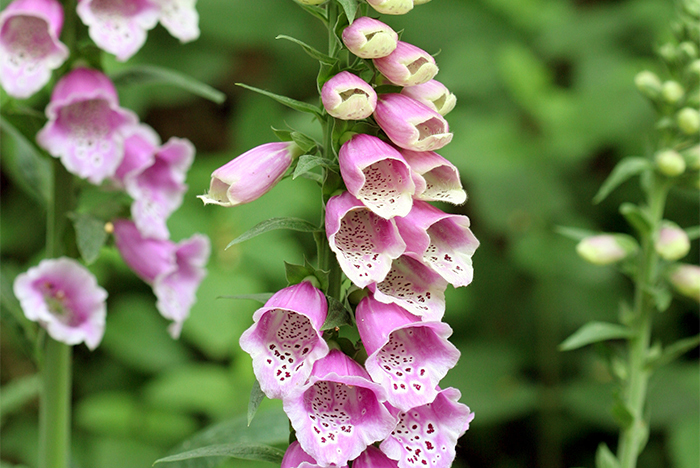 cvety-nelzya-sazhat-06