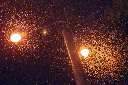 ephemeroptera-mayfly-vitebsk-20130728-13-450x300