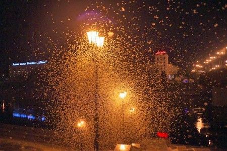 ephemeroptera-mayfly-vitebsk-20130728-06-450x300