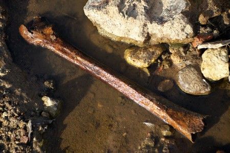 kosti-dvina-20130730-05-450x300