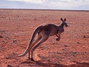 kenguru