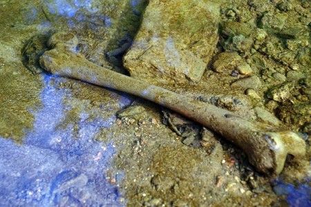 kosti-dvina-20130730-02-450x300