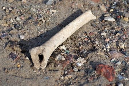 kosti-dvina-20130730-04-450x300