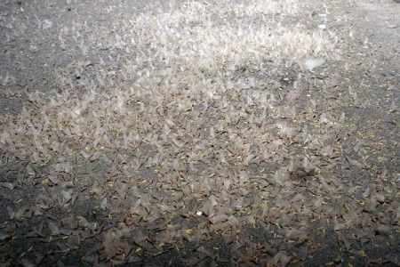 ephemeroptera-mayfly-vitebsk-20130728-15-450x300