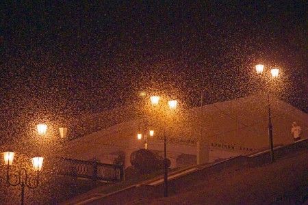 ephemeroptera-mayfly-vitebsk-20130728-04-450x300