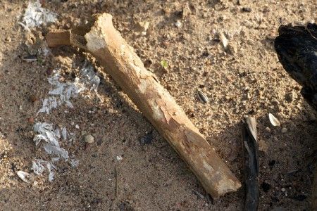 kosti-dvina-20130730-03-450x300