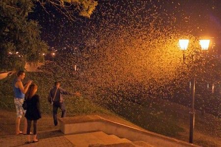 ephemeroptera-mayfly-vitebsk-20130728-05-450x300