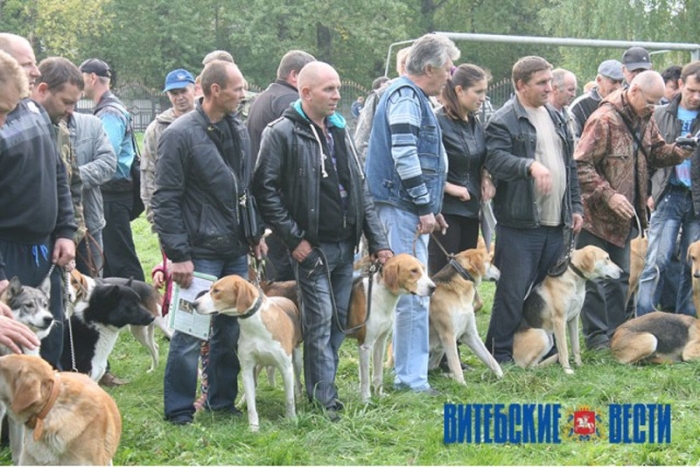 Охотничьи собаки