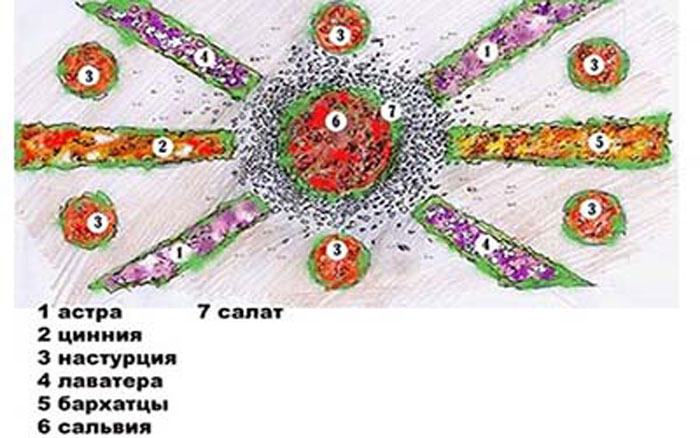 krasivie-klumbi-2