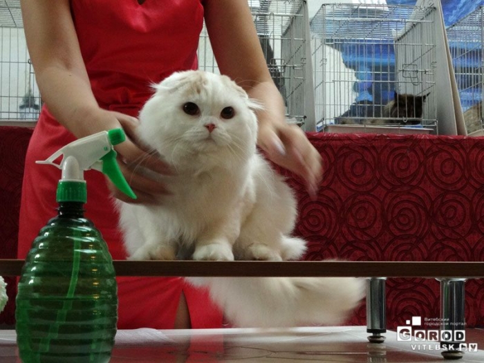 выставка кошек витебск