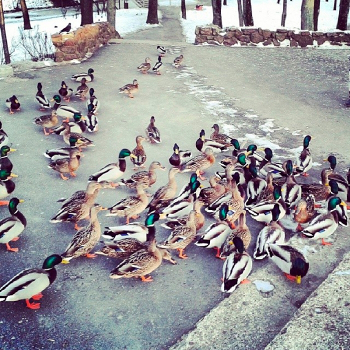 Новости Витебска