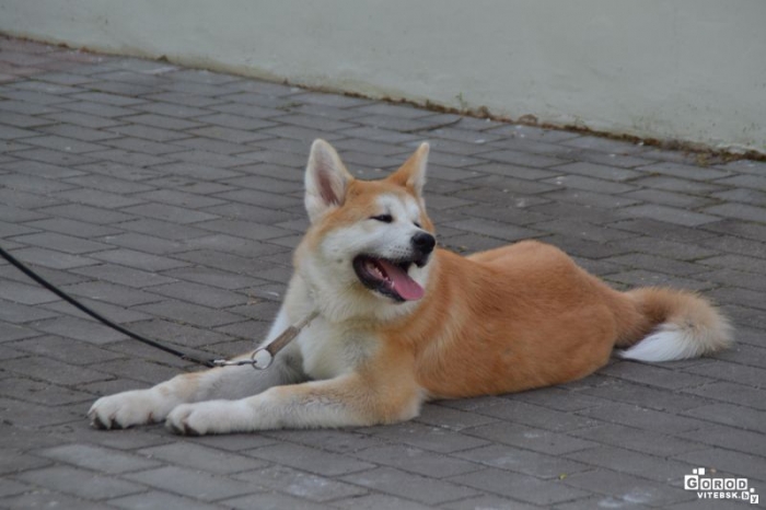 выставки собак