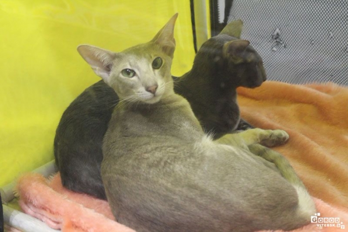  Международная выставка кошек