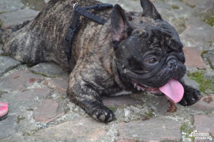 выставки собак