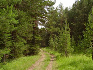 Чистый лес в Витебске