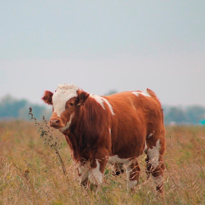 32919f4c92f111e39f820e2e4b3a7b0e_8