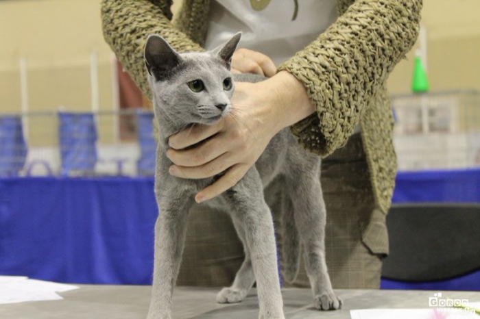 Выставка кошек в Витебске