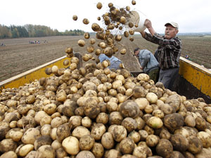 Белорусские ученые разработали сорт картофеля для диетического питания