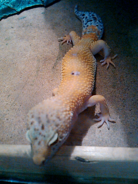 p_20121229_130717571