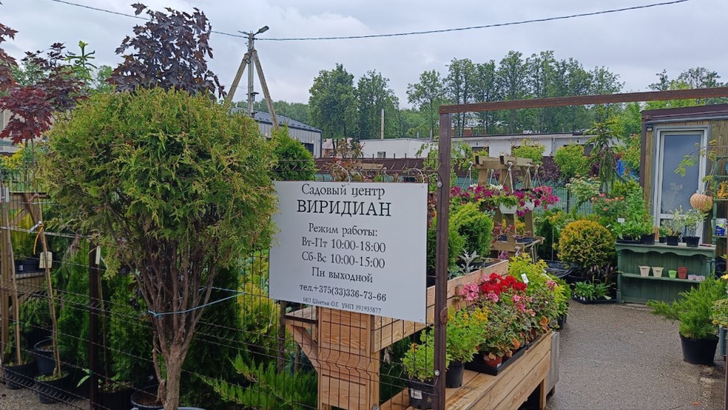 Предлагаем выбрать свою идеальную сирень!