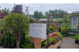 Предлагаем выбрать свою идеальную сирень!