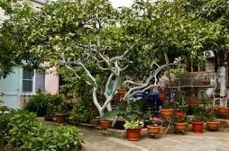 Гостевой дом УЮТНЫЙ ДВОРИК, Гагра