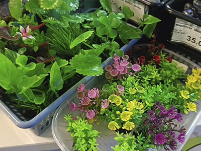 Растения для аквариумов