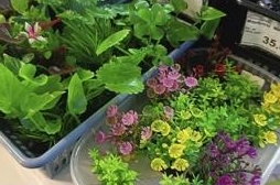 Растения для аквариумов