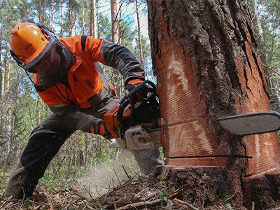 Лесное дело