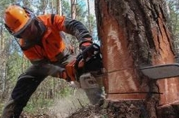 Лесное дело