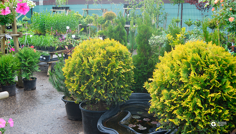 Большой выбор туи в наличии: