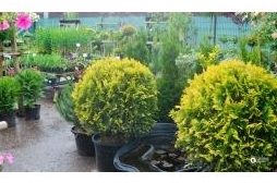 Большой выбор туи в наличии: