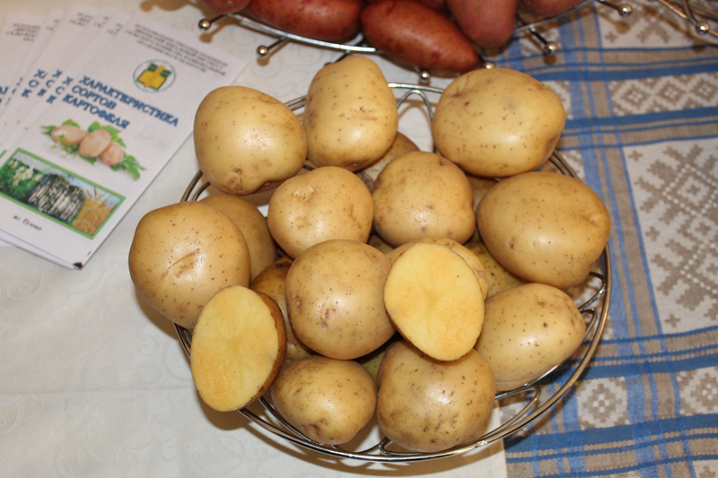 Продажа семенного и продовольственного картофеля