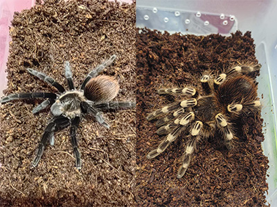 Пауки-птицееды, рептилии эублефары, Агама и д. р.