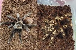 Пауки-птицееды, рептилии эублефары, Агама и д. р.